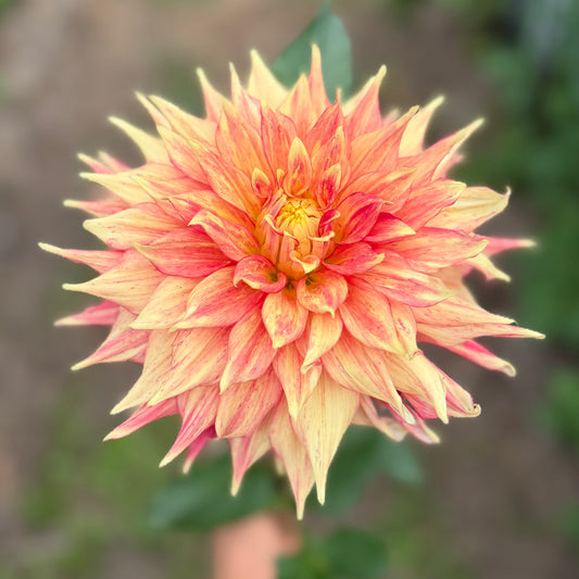 Everbloom Kali