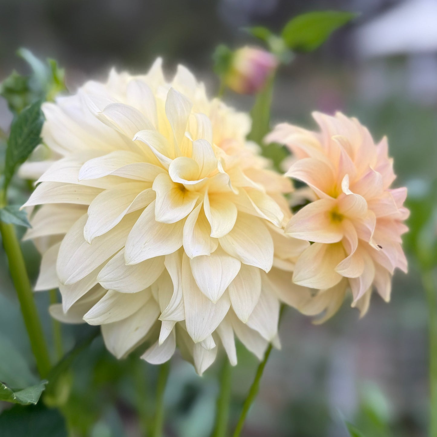 Everbloom Lemon Butter
