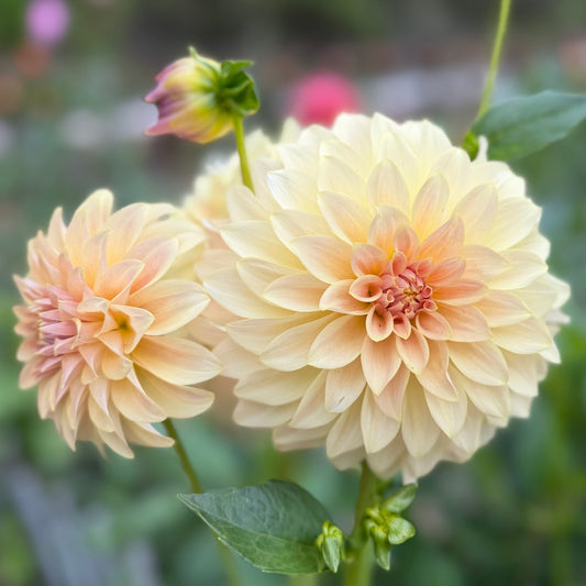 Everbloom Lemon Butter