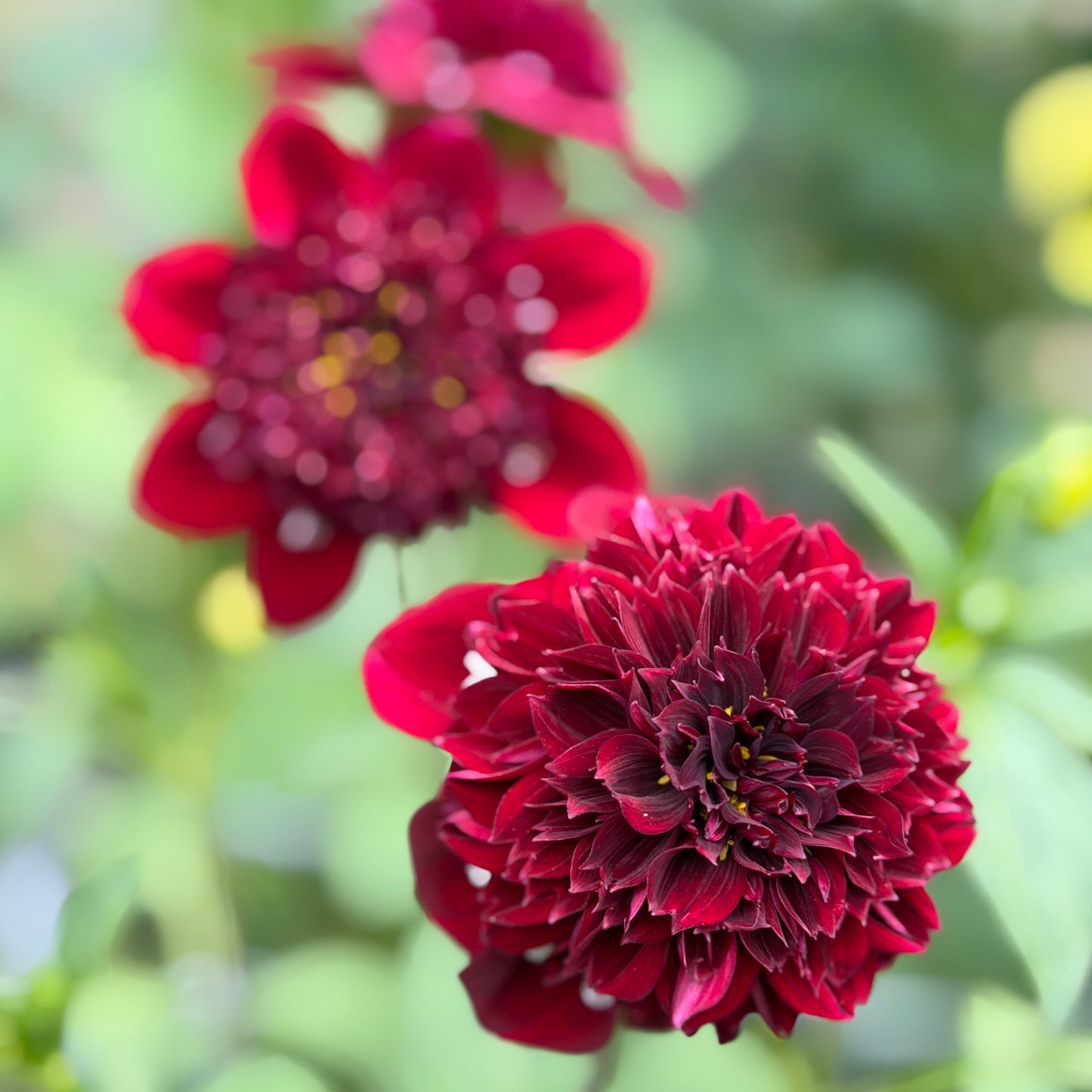 Everbloom Magick