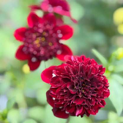 Everbloom Magick