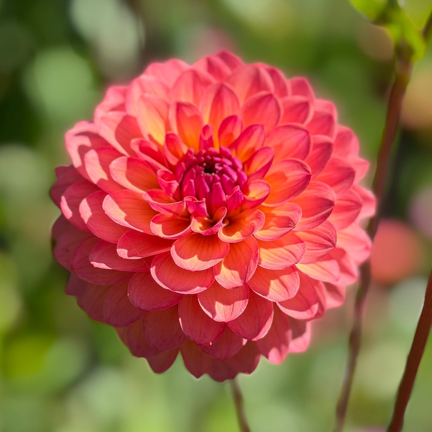 Everbloom Mirabelle