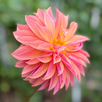Everbloom Pinwheel