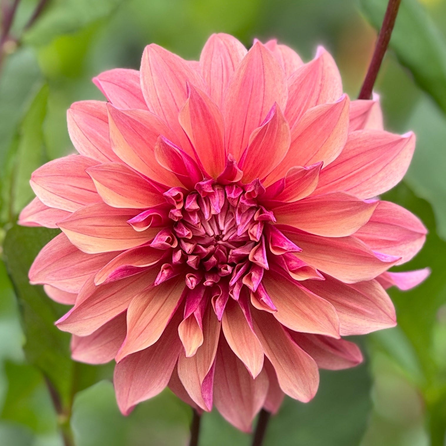 Everbloom Rosé – Southern Highlands Flower Farm