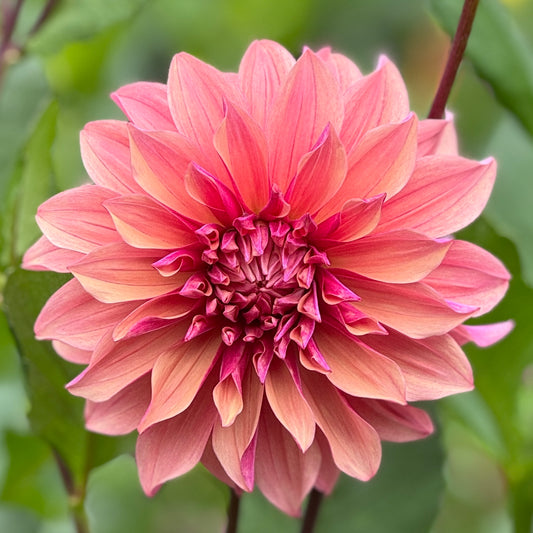 Everbloom Rosé