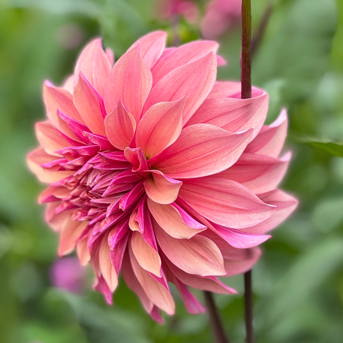 Ever Bloom Roses Everbloom Rosé – Southern Highlands Flower Farm