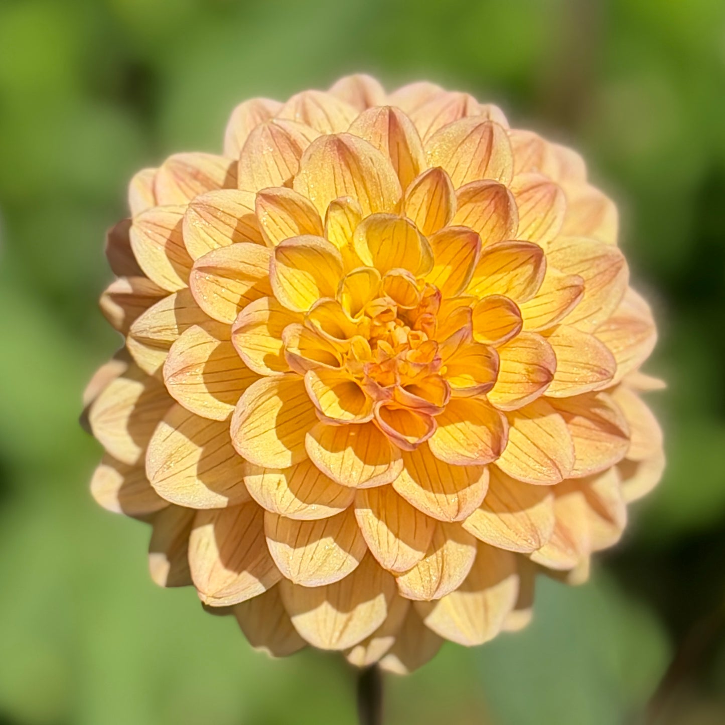 Everbloom Sally