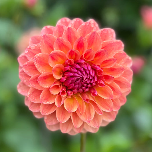 Everbloom Shanti