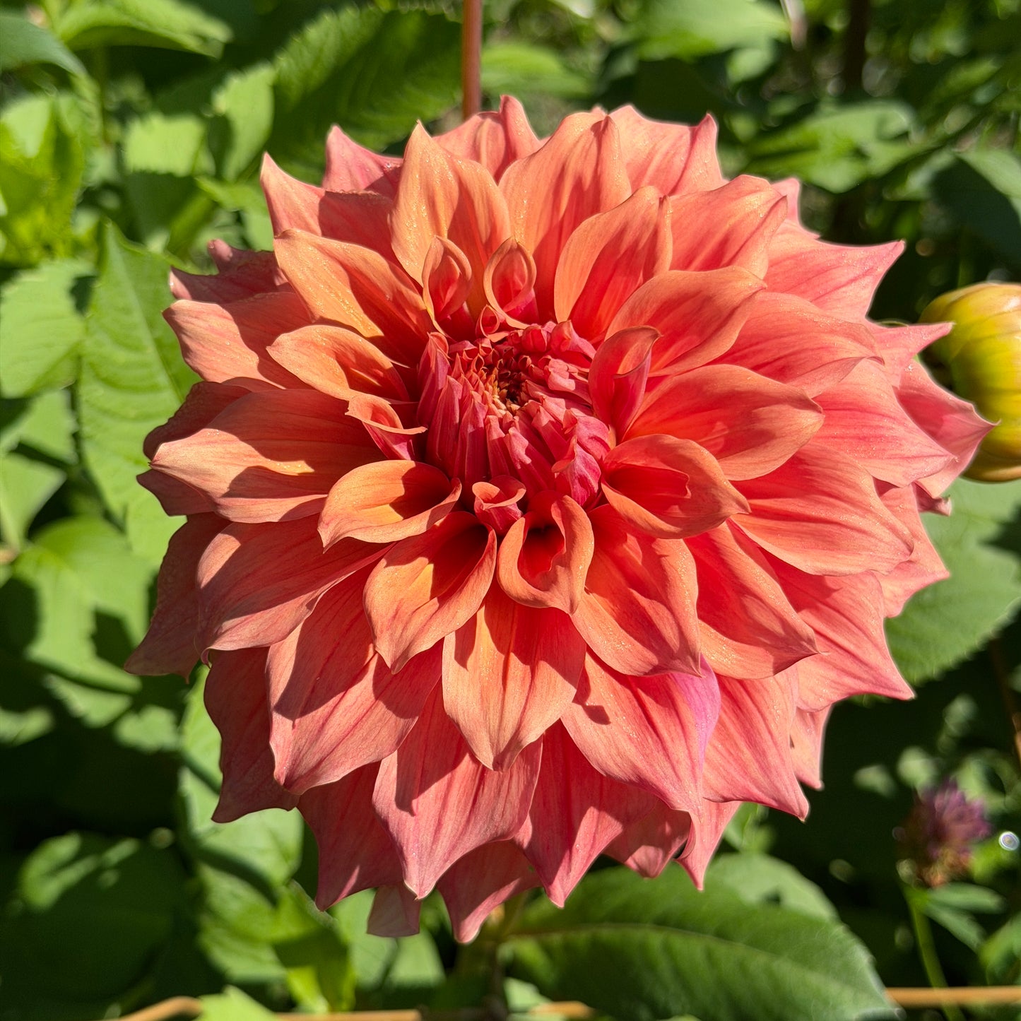Everbloom Terracotta