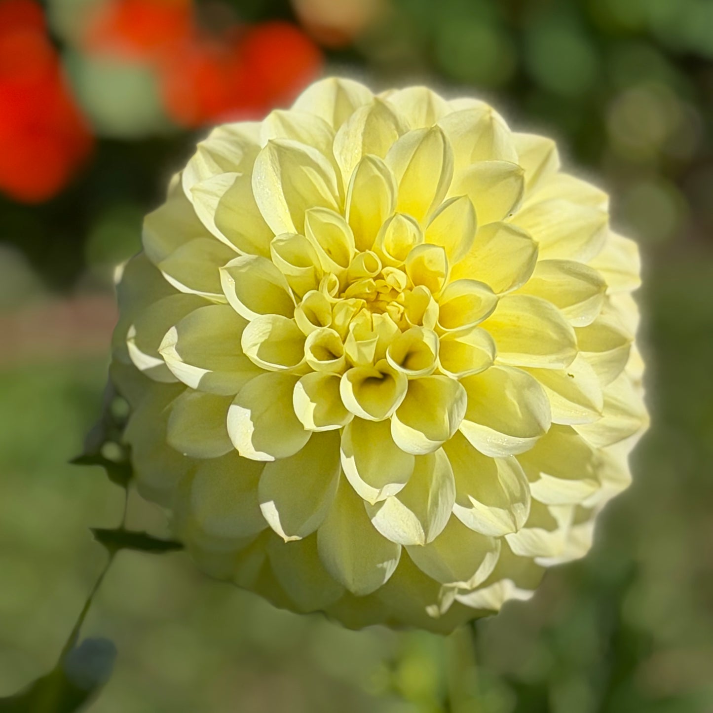 Florelie Limonata