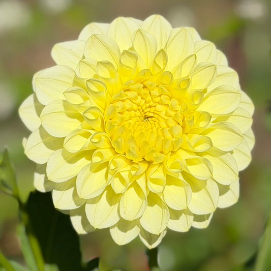 Florelie Limonata