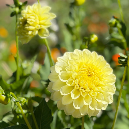 Florelie Limonata