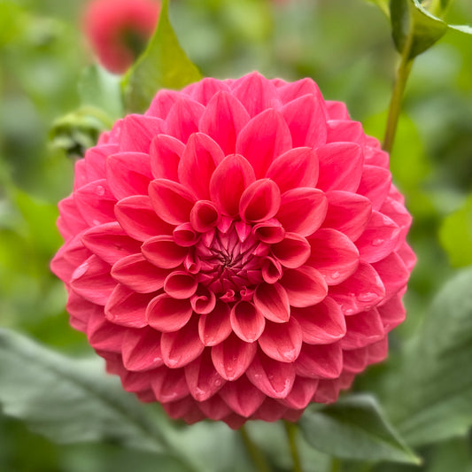 Florelie Paradise (N/A)