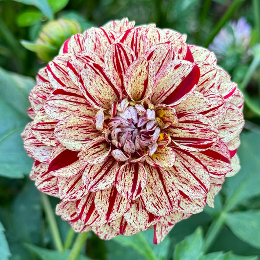 Florelie Raspberry Cheesecake