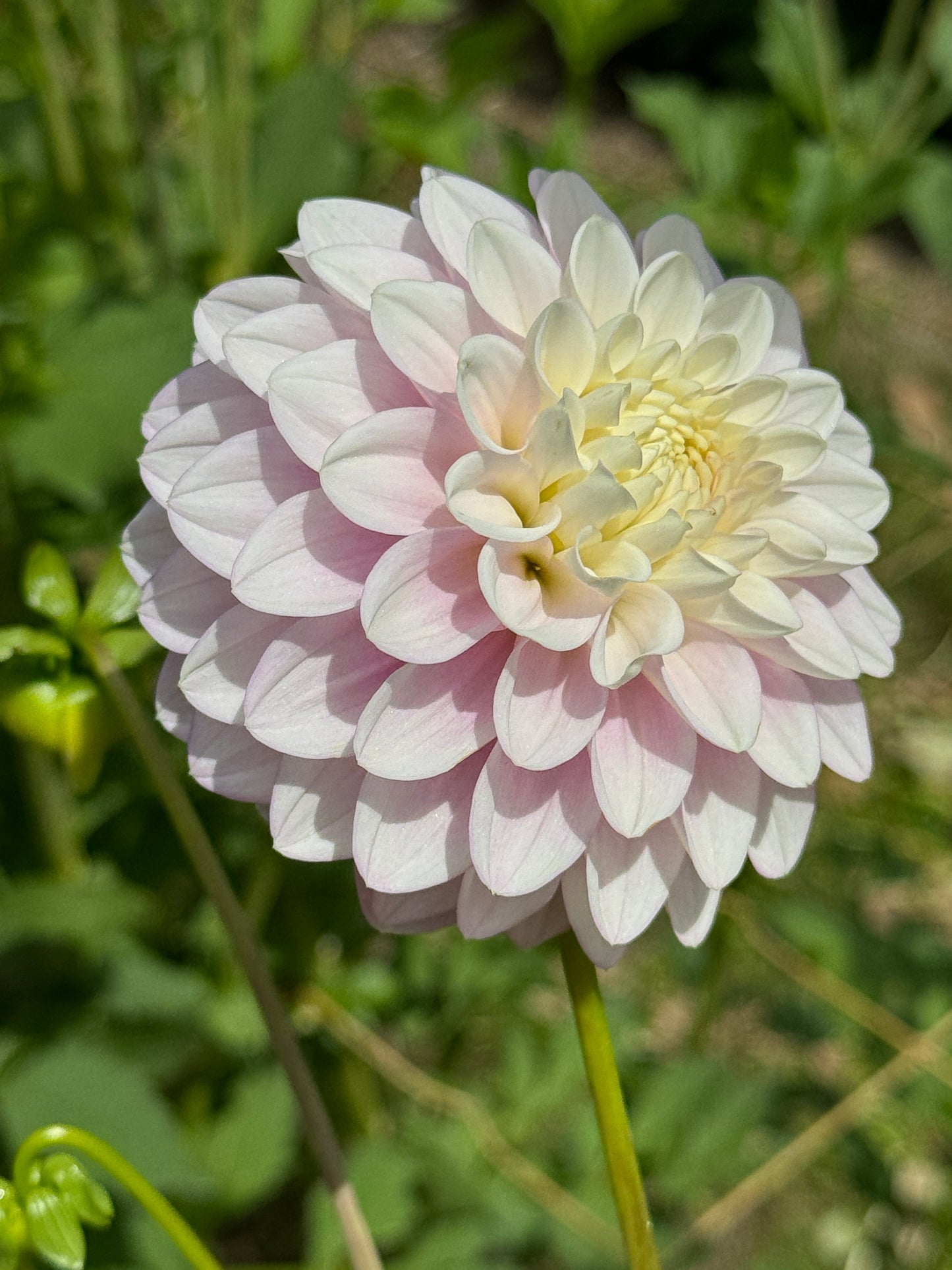 Florelie Tiara