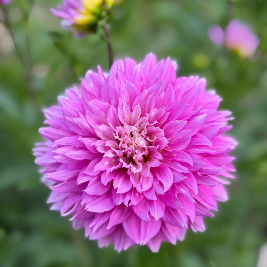 Florelie Tutu