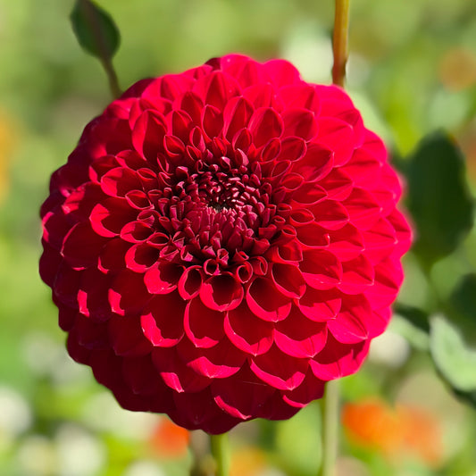 Florelie Vendetta