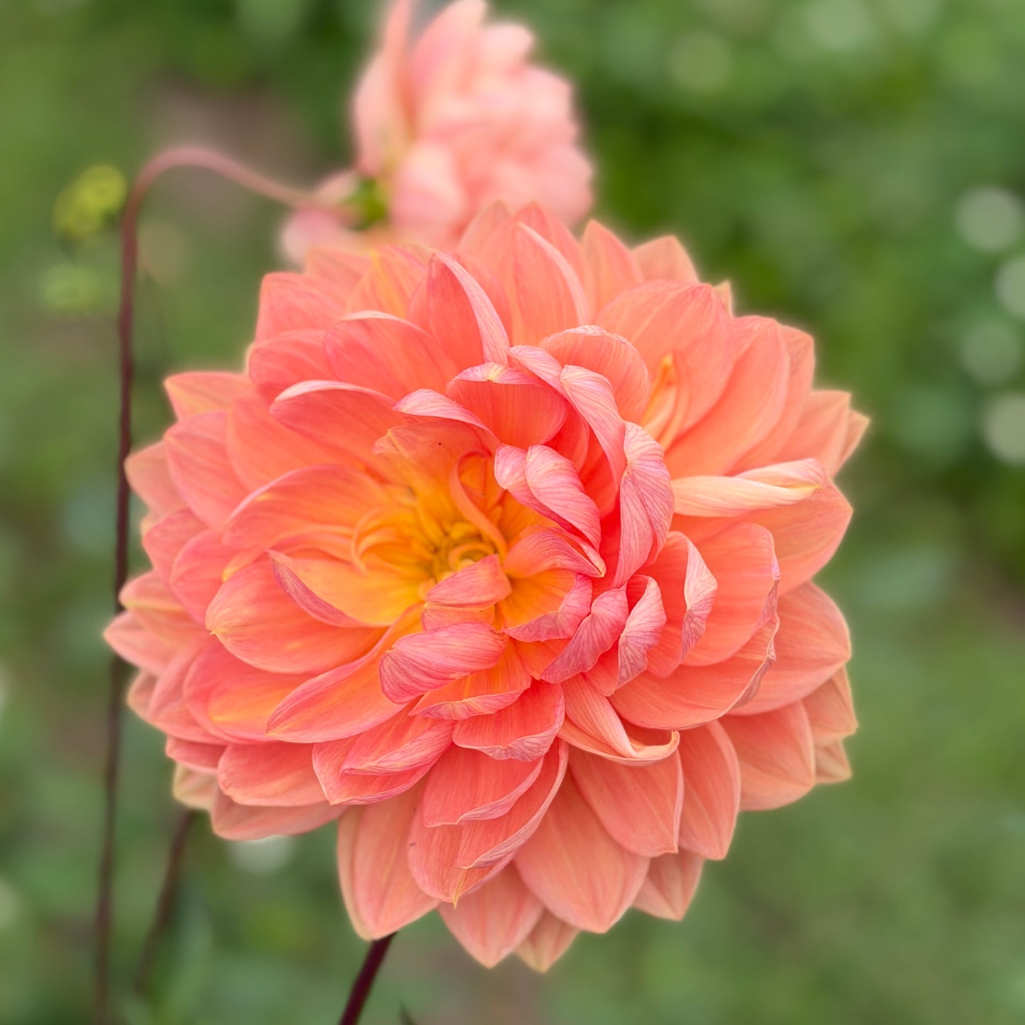 Granite Peachy
