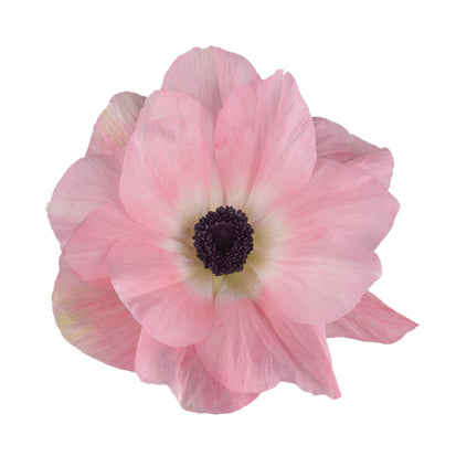 Italian Anemone 'Mistral Rosa Chiaro' - 25 SEEDS