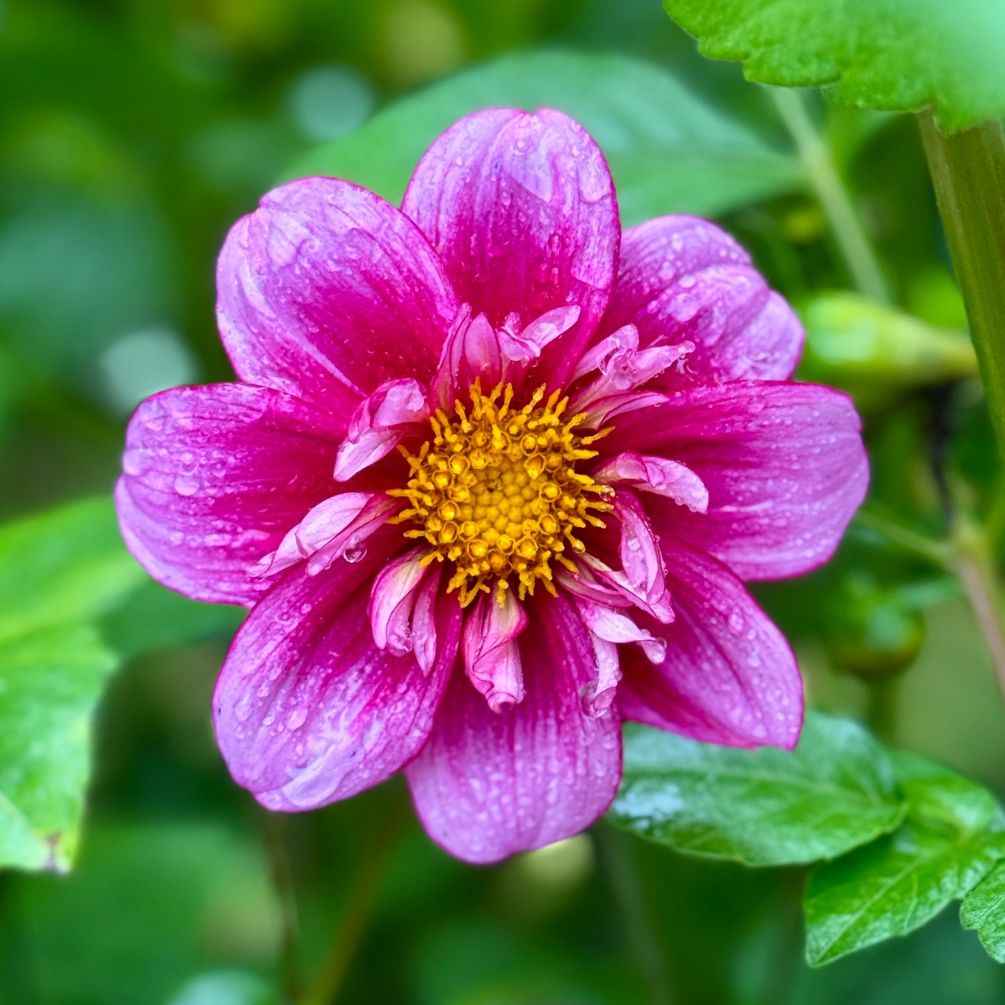 Jeanette Thompson (N/A)