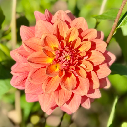 Lileah Honey Jumble (N/A)