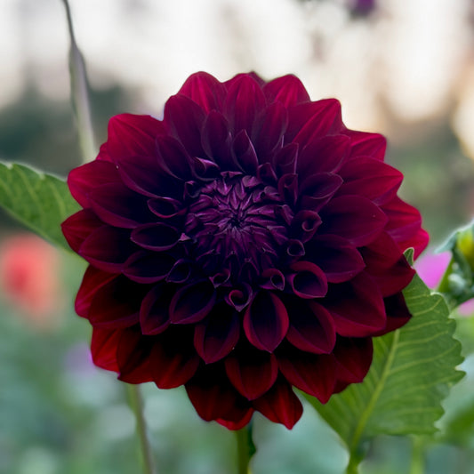 Lileah Royal Robe (N/A)