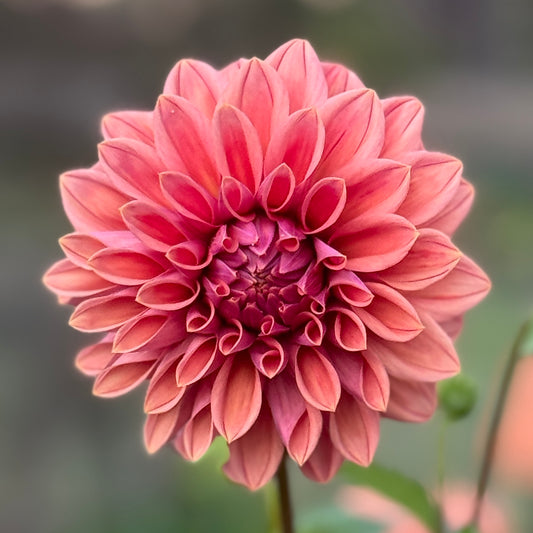 Lileah Russet Rose (N/A)