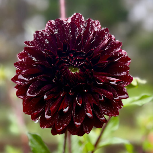 Lileah T22-009 (N/A)