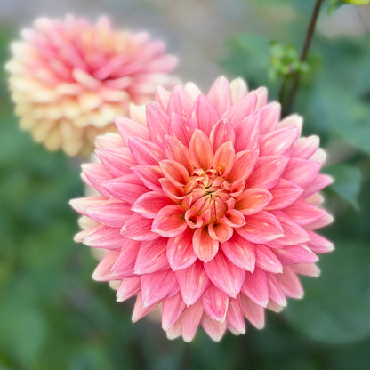 MC Maiya