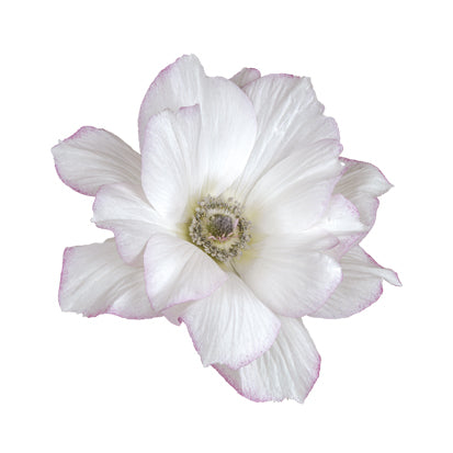 Italian Anemone 'Mistral Edge Bianco' - SEEDLING