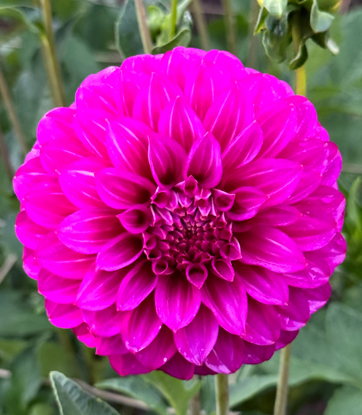 Moray Linda – Southern Highlands Flower Farm