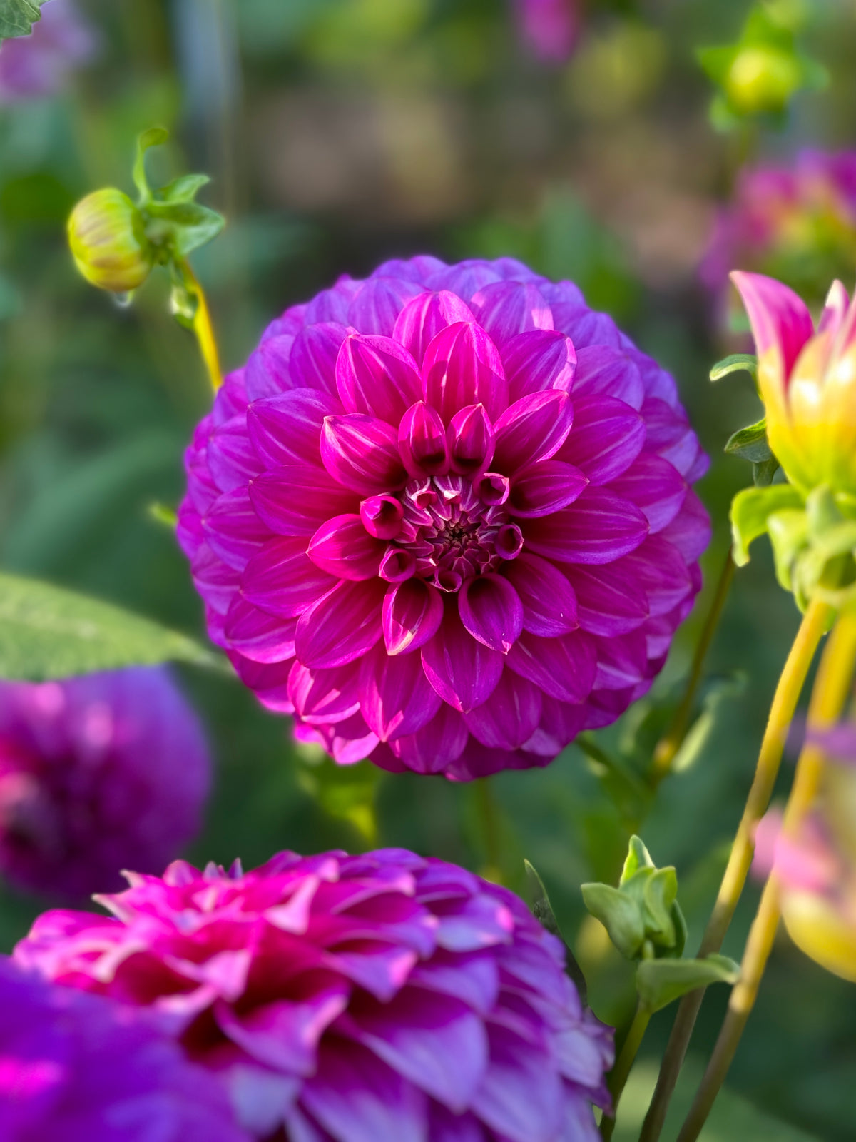 Moray Linda – Southern Highlands Flower Farm