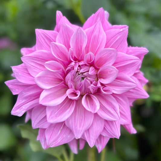 Sport of Samoan Prince