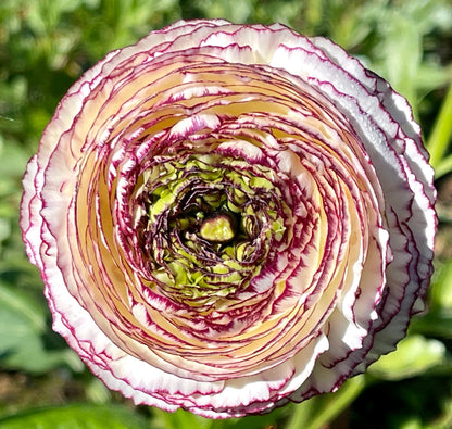 Italian Ranunculus 'Bianco Striato' Mix - 5 CORMS