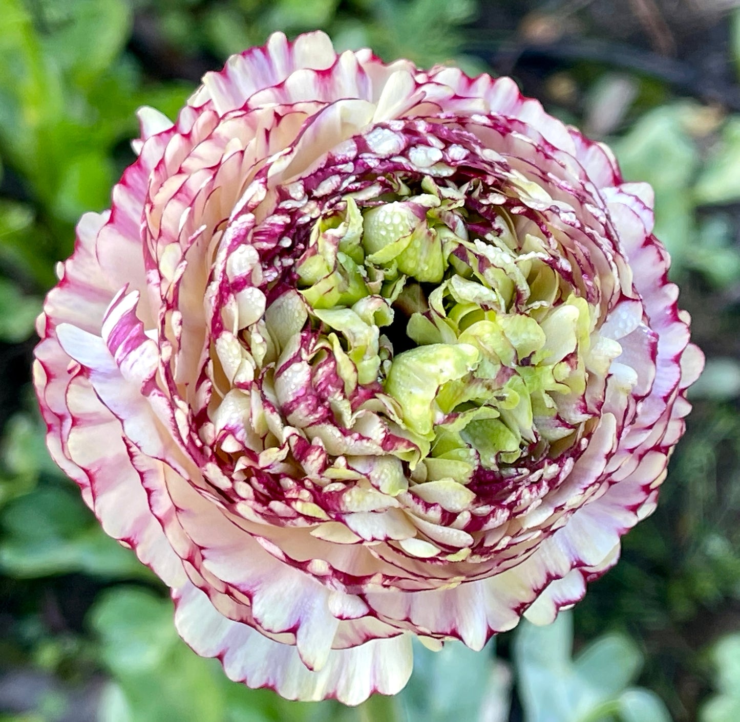 Italian Ranunculus 'Bianco Striato' Mix - 5 CORMS