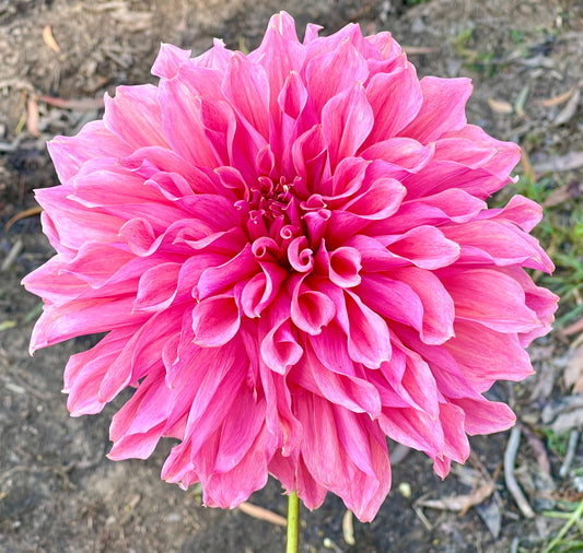 Dahlias - Giant Decorative – Southern Highlands Flower Farm