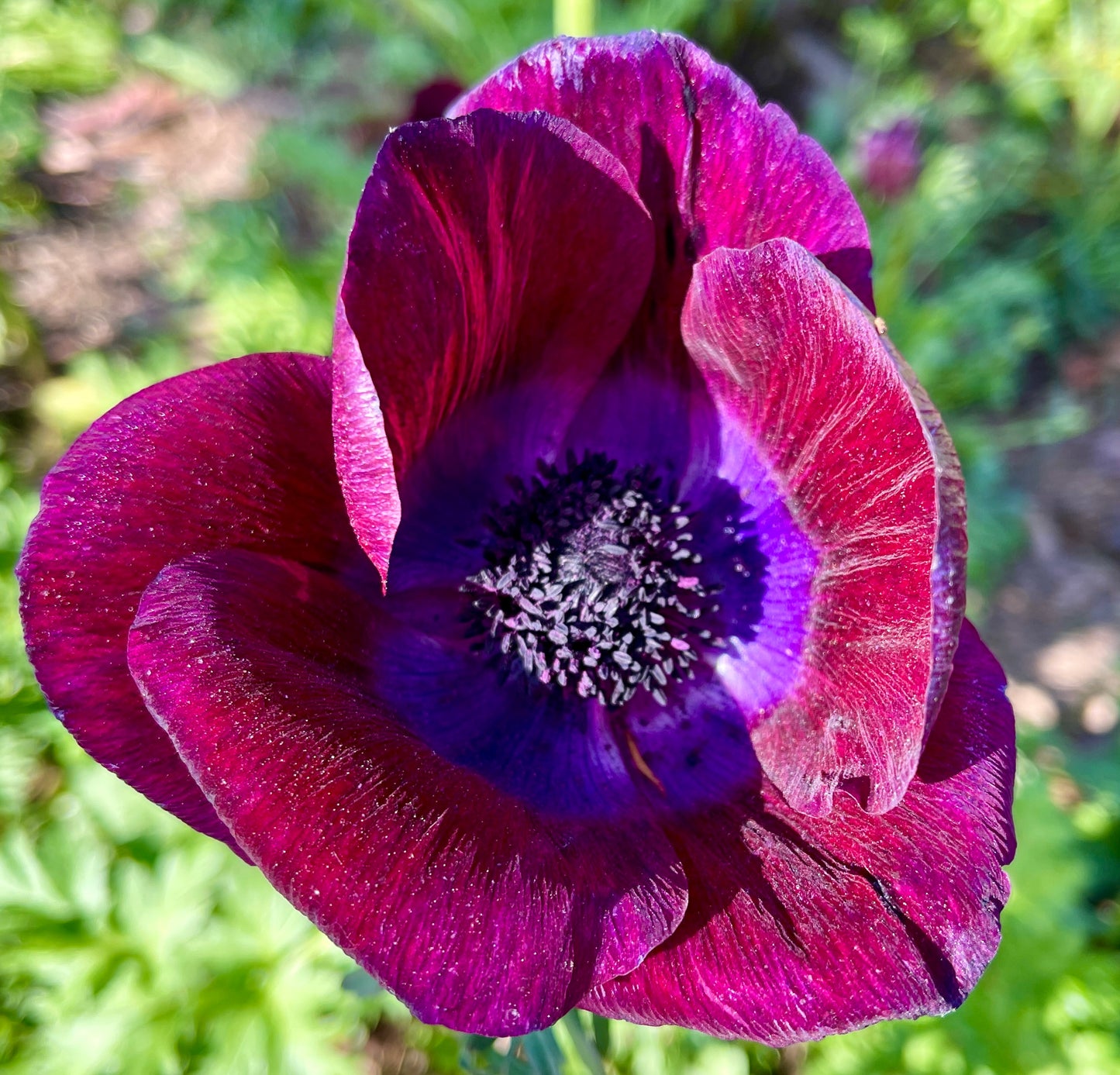 Italian Anemone 'Bordeaux' - 5 CORMS