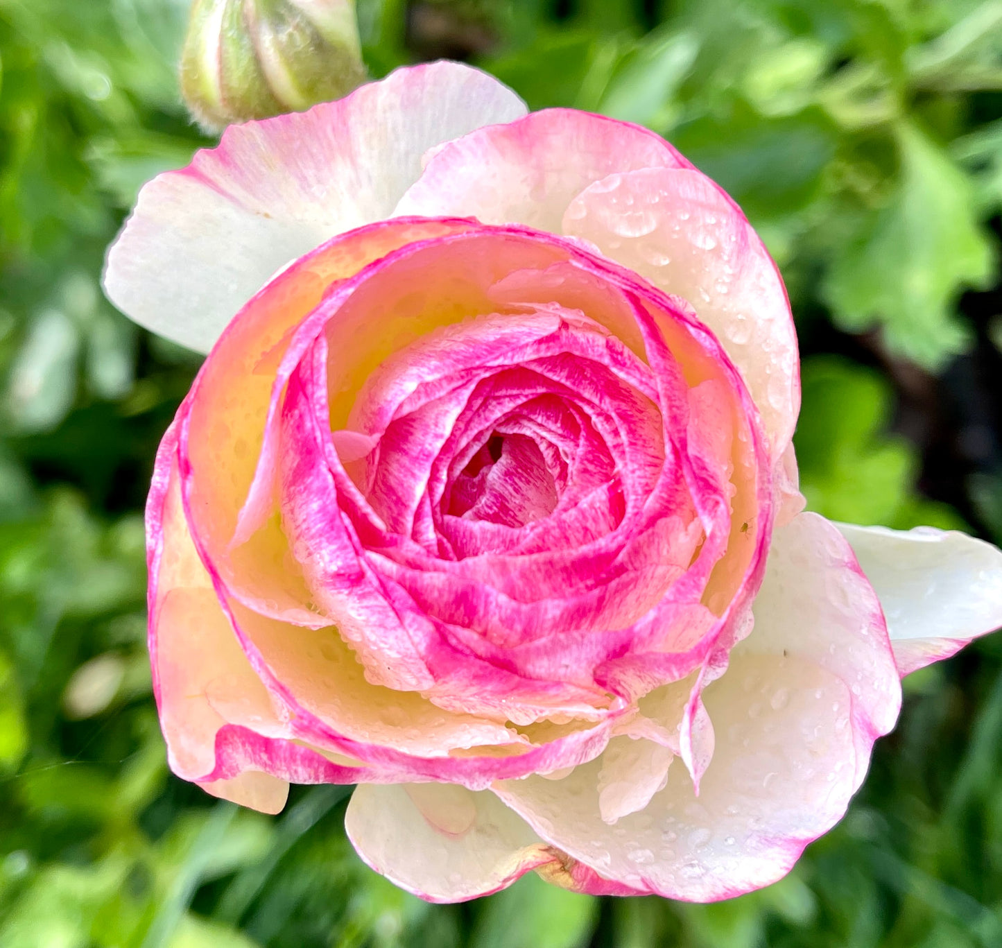 Italian Ranunculus 'Bianco Sfumato' - 5 CORMS