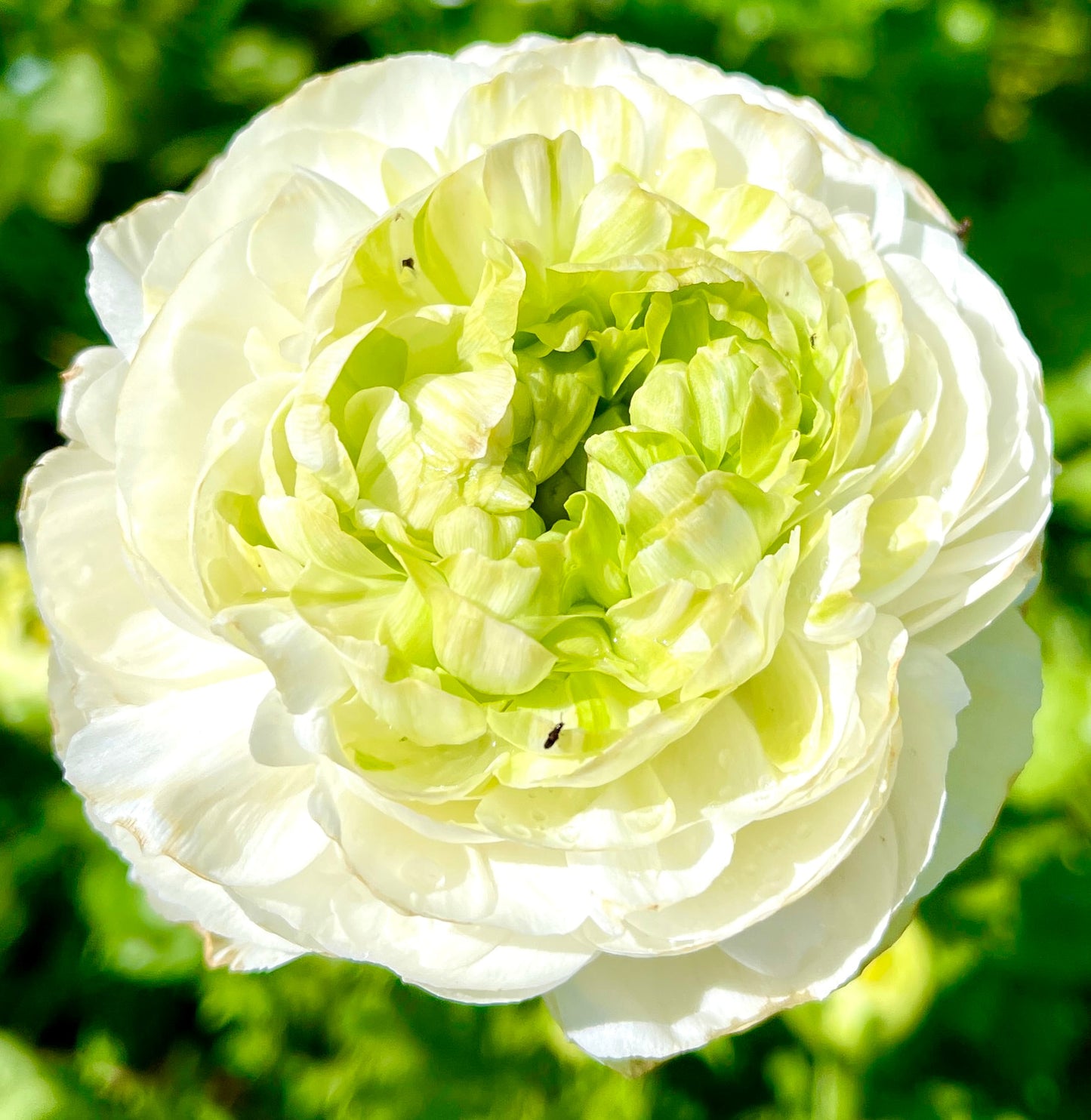 Italian Ranunculus 'Festival Bianco' - 5 CORMS