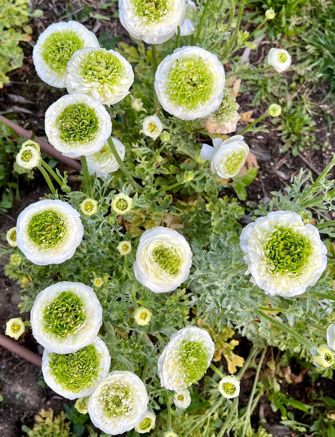 Italian Ranunculus 'Festival Bianco' - 5 CORMS