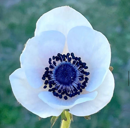 Italian Anemone 'Panda' & 'Rarity' - 5 CORMS