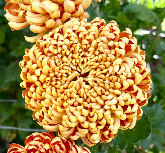 Heirloom Chrysanthemum - HEATHER JAMES