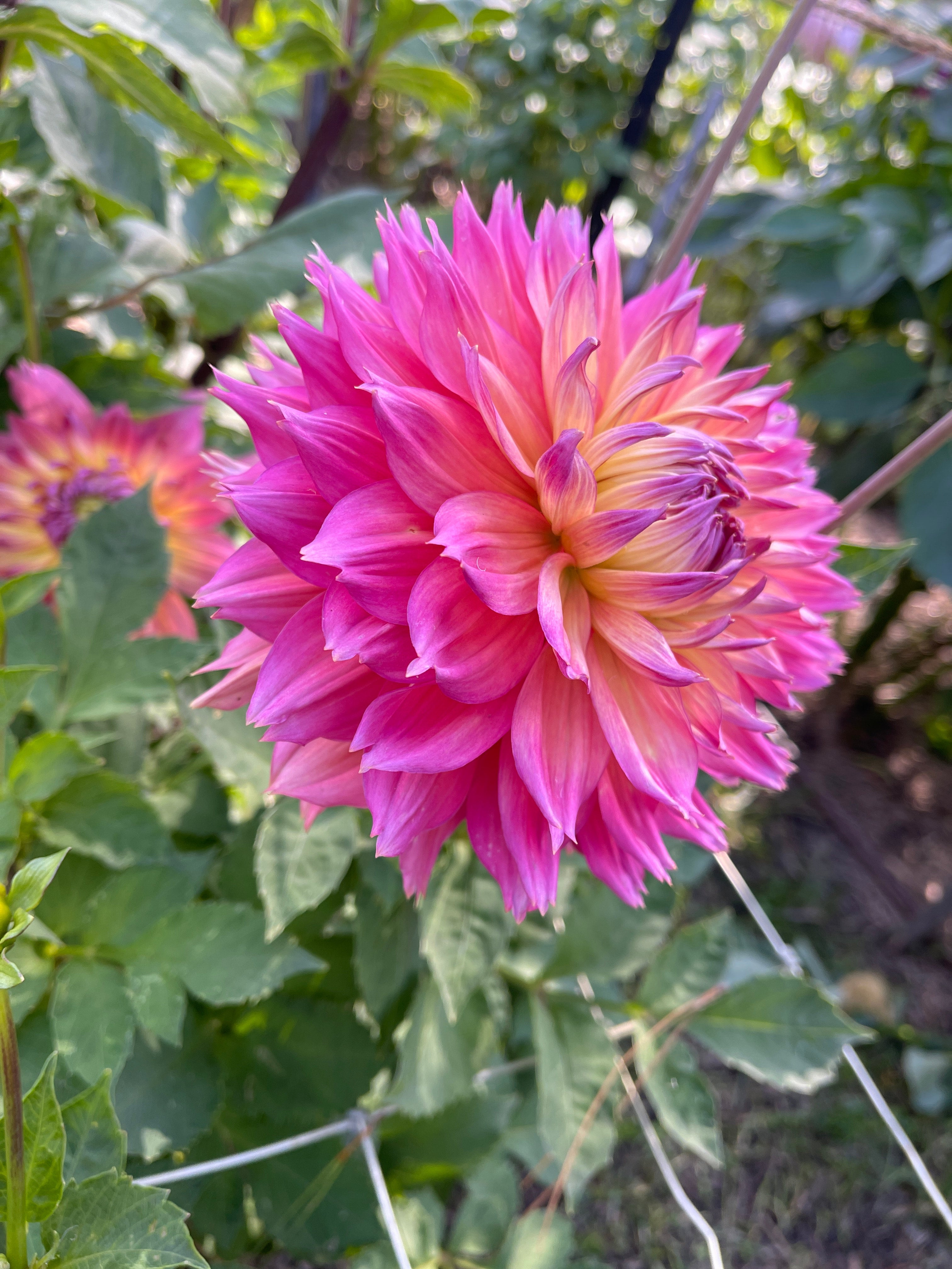 Humdinger – Southern Highlands Flower Farm