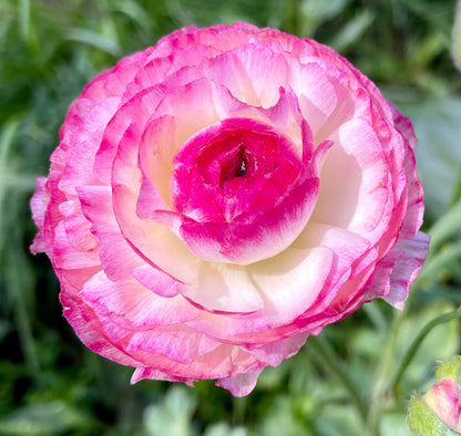 Italian Ranunculus 'Bianco Sfumato' - 5 CORMS