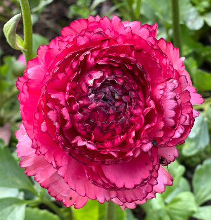 Italian Ranunculus 'Rosa Striato 69-16' - 5 CORMS