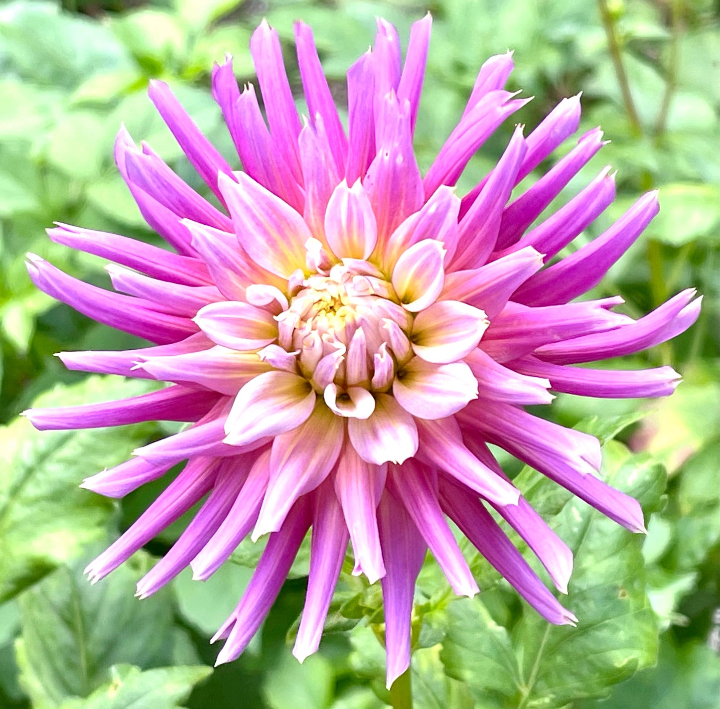 Lavender Frills