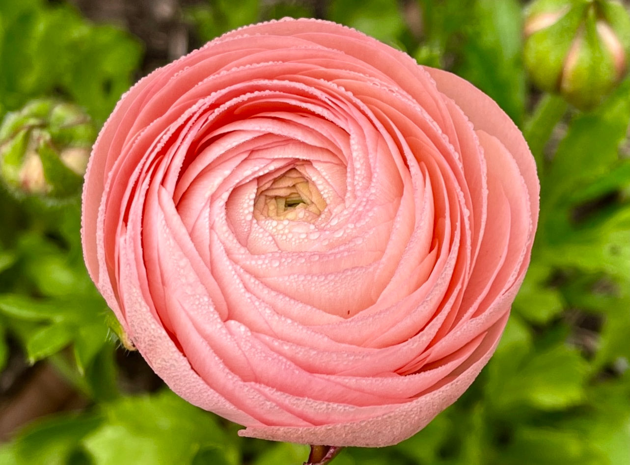 Italian Ranunculus 'Salmone' & 'Pastello' - 5 CORMS