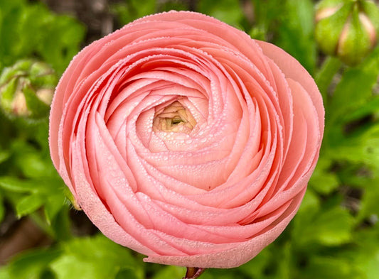 Italian Ranunculus 'Elegance Spring Salmone 06' - SEEDLING