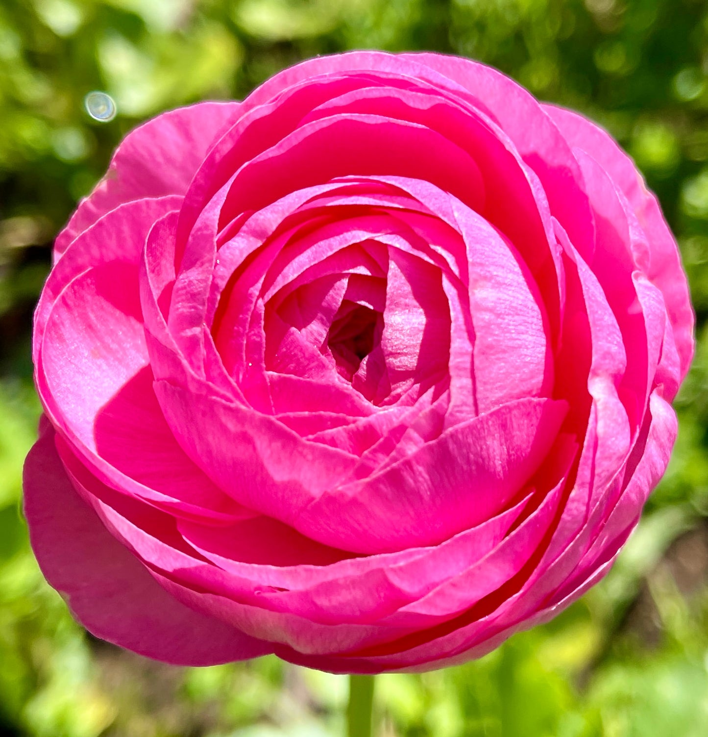 Italian Ranunculus 'Elegance Rosa Scuro 93-10' - 25 SEEDS