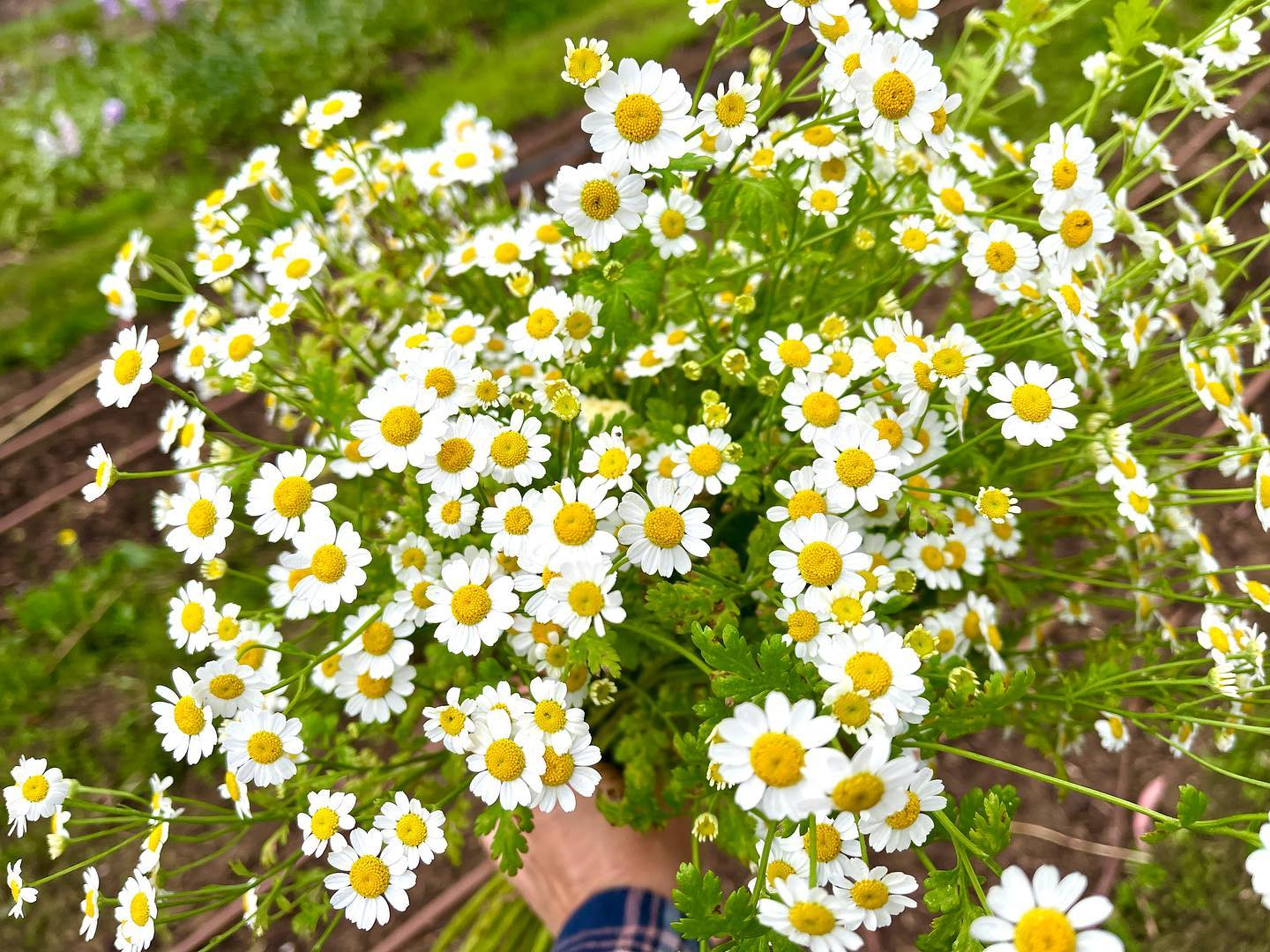 Feverfew 'Vegmo Single' - SEEDLING